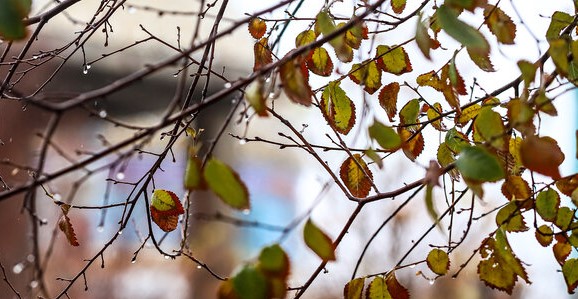هشدار ورود سامانه بارشی جدید؛ برف و باران گسترده در ۲۸ استان از امروز